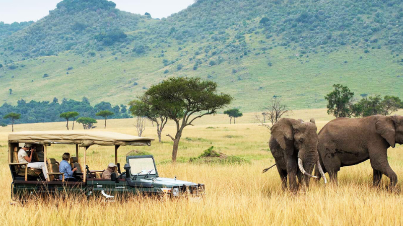 Safari Chronicles: Unveiling Africa's Wildlife Sanctuaries.